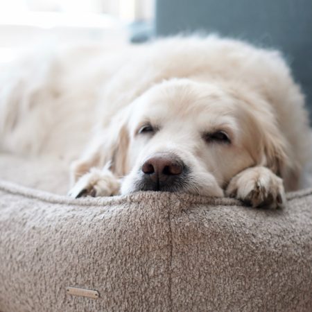 Labbvenn Buklaa Dog Bed