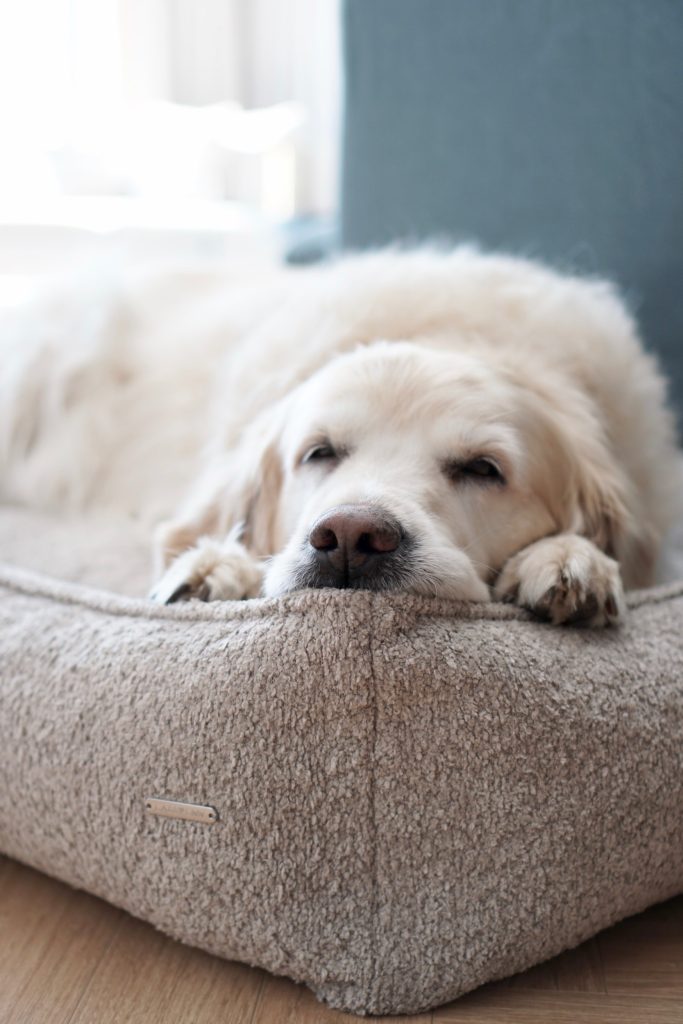 Labbvenn Buklaa Dog Bed