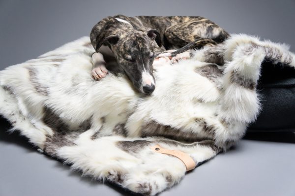 Labbvenn Tösse Blanket