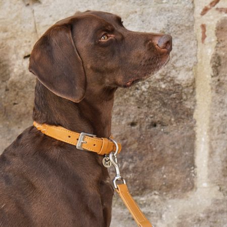 MiaCara Bergamo Dog Collar