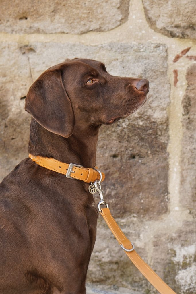 MiaCara Bergamo Dog Collar