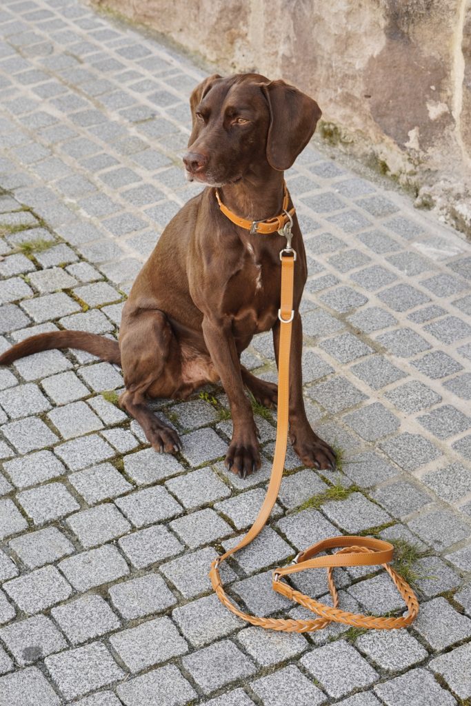 MiaCara Bergamo Dog Leash