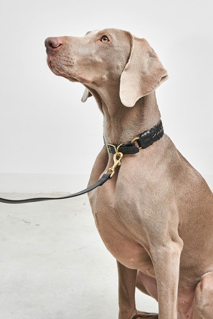 MiaCara Palermo Dog Collar