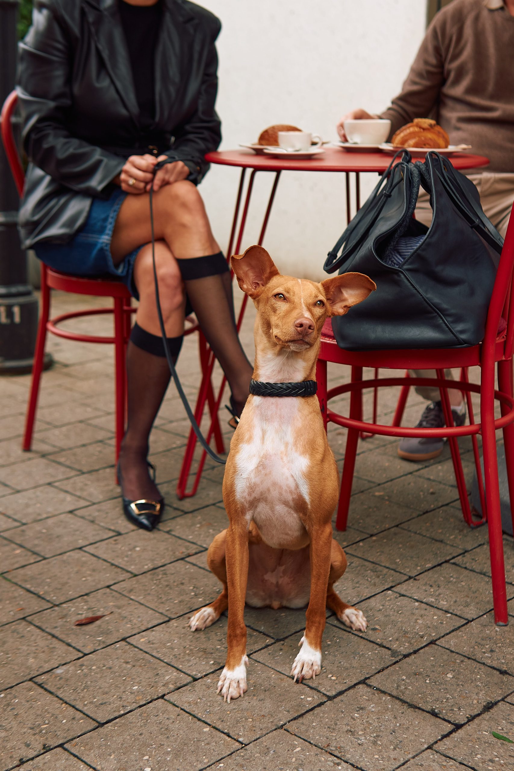 MiaCara Palermo Dog Collar – Image 2
