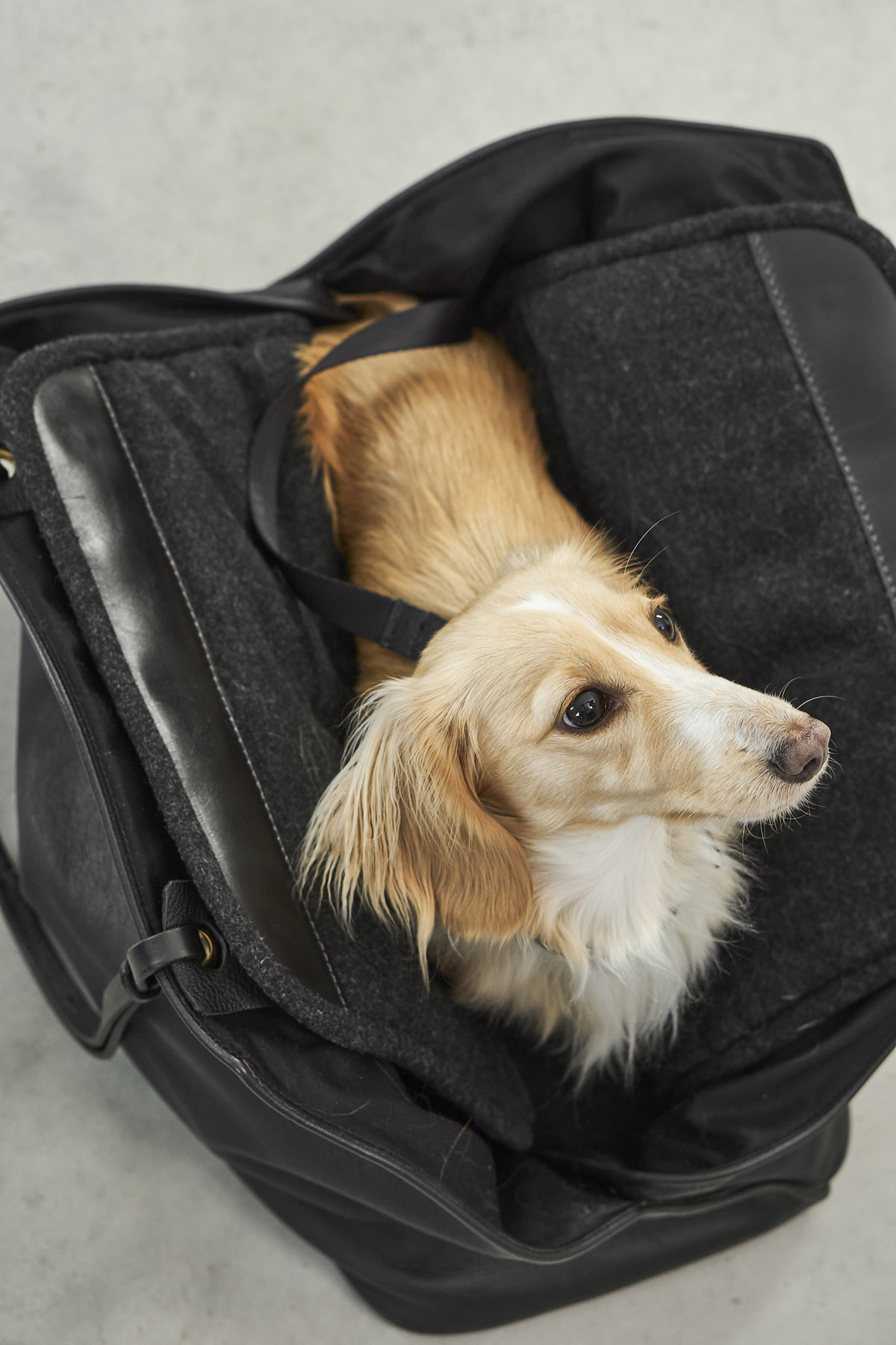 MiaCara Borsa Dog Carrier – Image 6