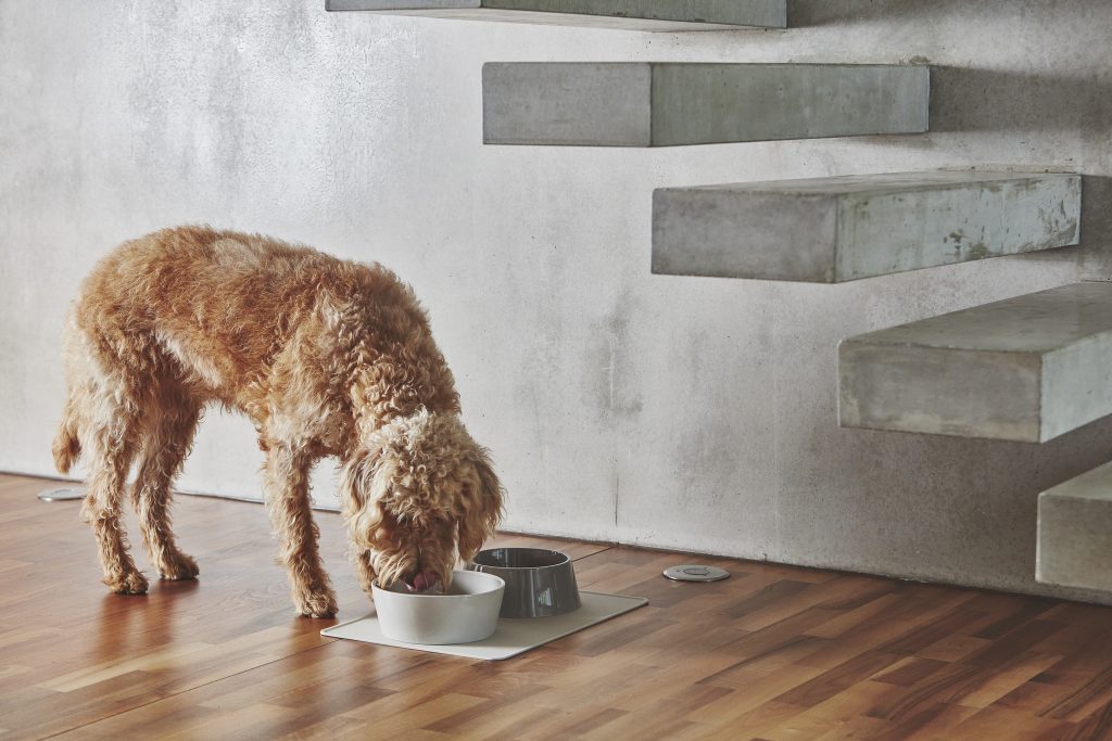 MiaCara Doppio Dog Porcelaine Bowl Set
